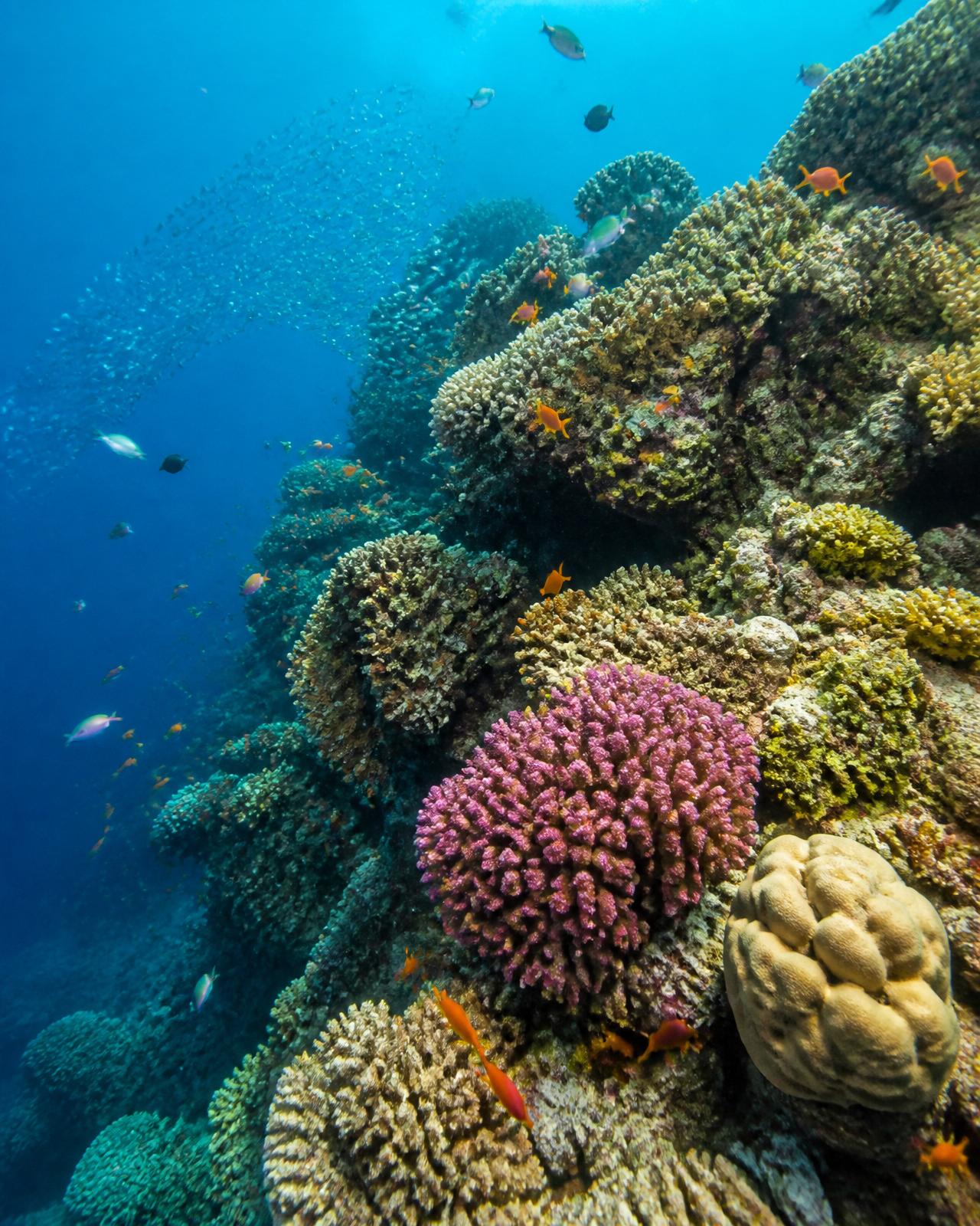 Healthy coral reef photographed underwater
