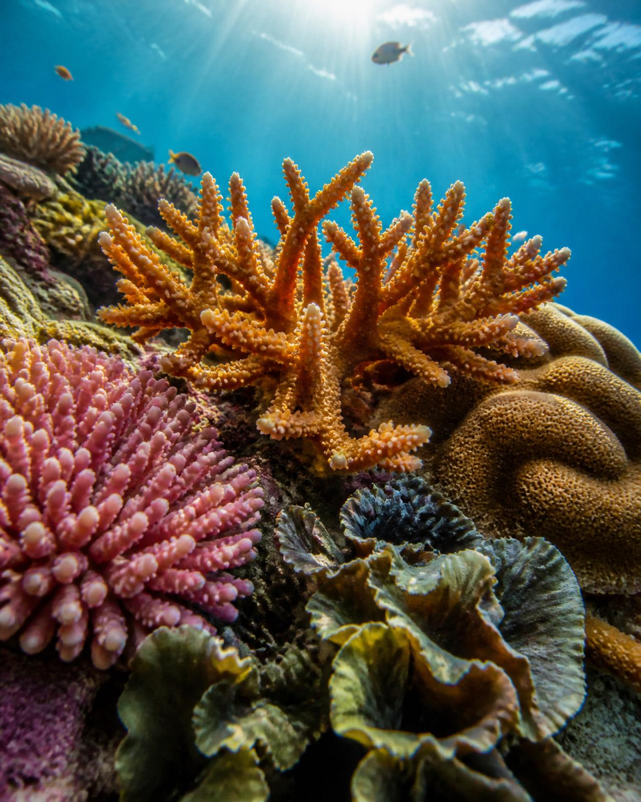 Vibrant branching coral in clear water